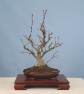 예솔의 선택10-재래종 명자나무